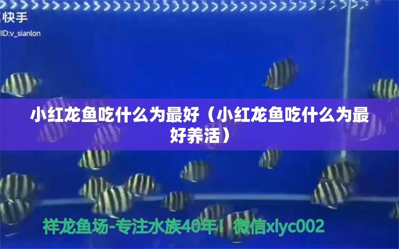 小紅龍魚吃什么為最好（小紅龍魚吃什么為最好養(yǎng)活）