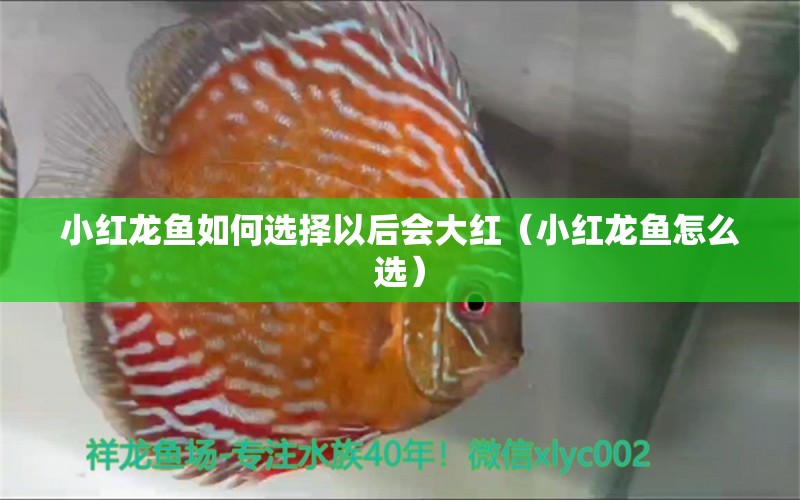 小紅龍魚如何選擇以后會大紅（小紅龍魚怎么選）