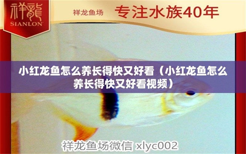 小紅龍魚怎么養(yǎng)長得快又好看（小紅龍魚怎么養(yǎng)長得快又好看視頻）