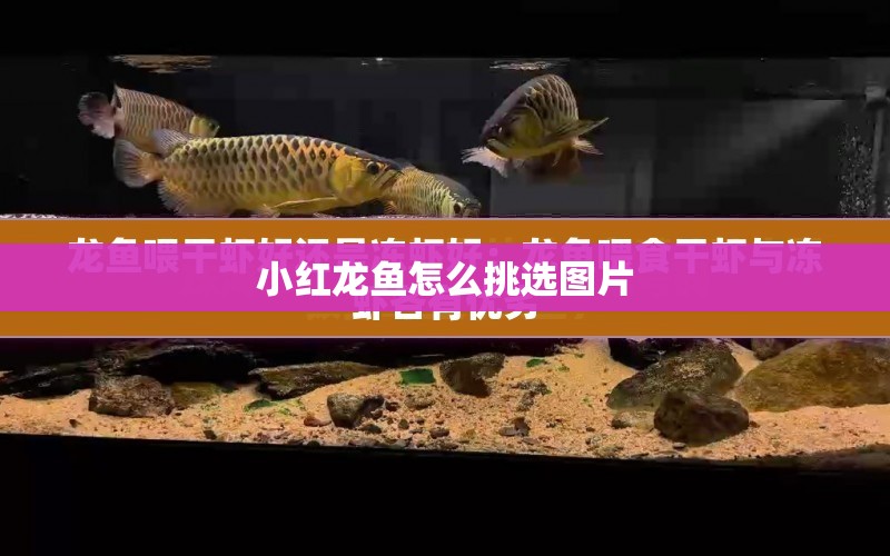 小紅龍魚怎么挑選圖片 水族問答 第1張