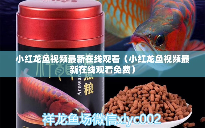 小紅龍魚視頻最新在線觀看（小紅龍魚視頻最新在線觀看免費）