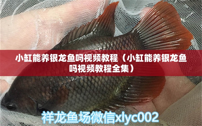 小缸能養(yǎng)銀龍魚嗎視頻教程（小缸能養(yǎng)銀龍魚嗎視頻教程全集）