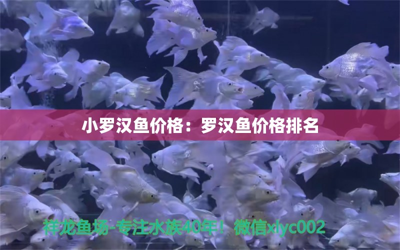 小羅漢魚價格：羅漢魚價格排名