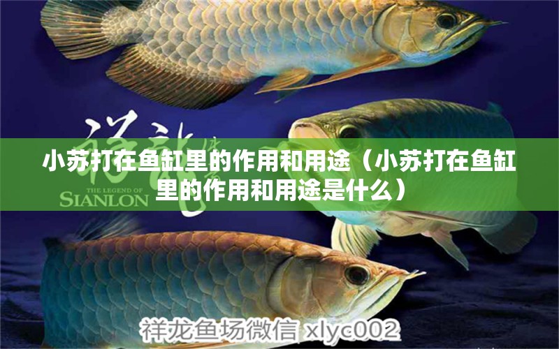 小蘇打在魚(yú)缸里的作用和用途（小蘇打在魚(yú)缸里的作用和用途是什么） 祥龍水族醫(yī)院