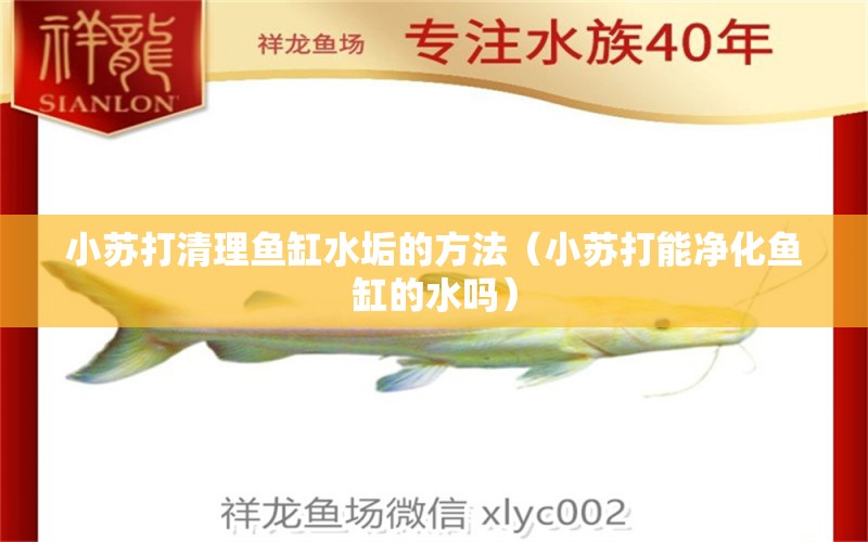 小蘇打清理魚(yú)缸水垢的方法（小蘇打能凈化魚(yú)缸的水嗎） 觀賞魚(yú)批發(fā)