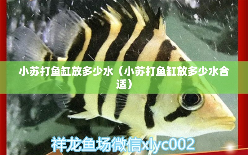 小蘇打魚缸放多少水（小蘇打魚缸放多少水合適）