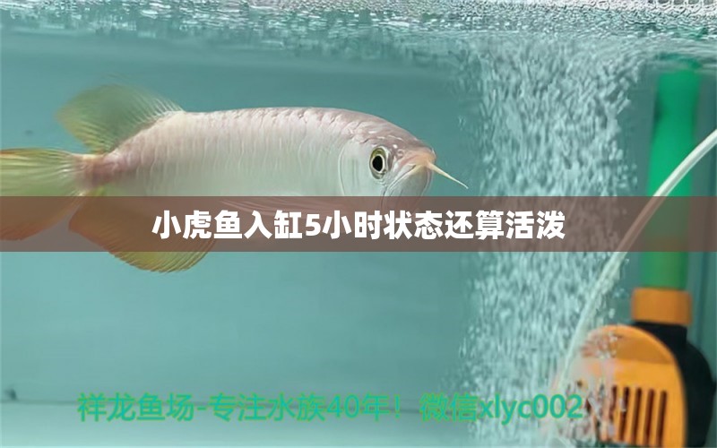 小虎魚入缸5小時(shí)狀態(tài)還算活潑 虎魚百科