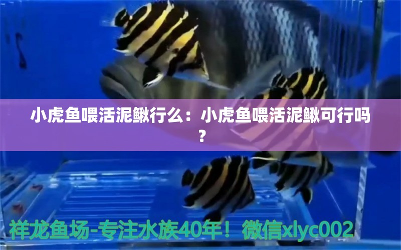 小虎魚喂活泥鰍行么：小虎魚喂活泥鰍可行嗎？ 虎魚百科 第2張