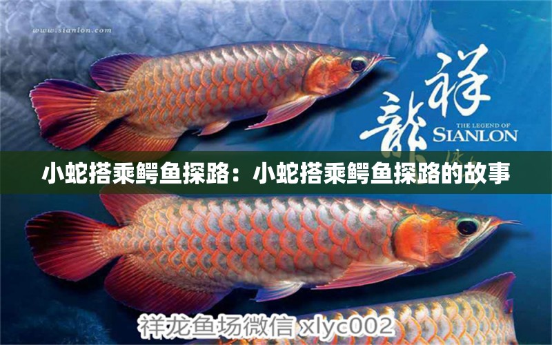 小蛇搭乘鱷魚探路：小蛇搭乘鱷魚探路的故事 白化火箭