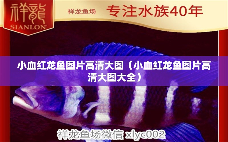 小血紅龍魚(yú)圖片高清大圖（小血紅龍魚(yú)圖片高清大圖大全） 龍魚(yú)百科