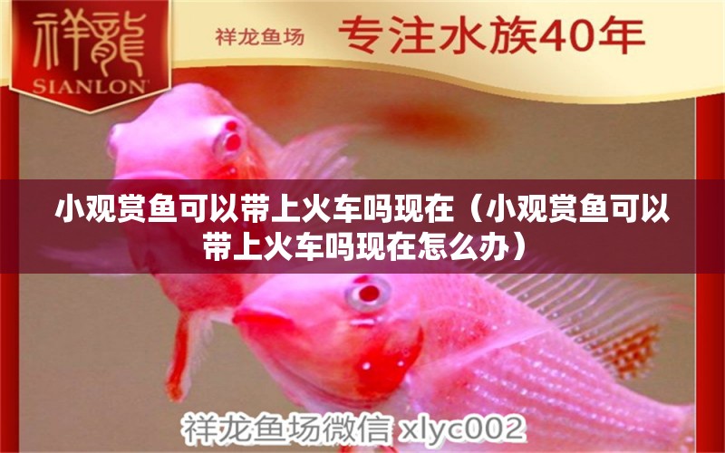 小觀賞魚可以帶上火車嗎現(xiàn)在（小觀賞魚可以帶上火車嗎現(xiàn)在怎么辦） 馬印水族