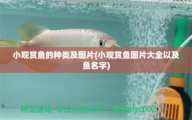 小觀賞魚(yú)的種類及圖片(小觀賞魚(yú)圖片大全以及魚(yú)名字) 藍(lán)底過(guò)背金龍魚(yú)