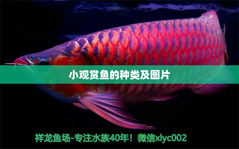 小觀賞魚的種類及圖片