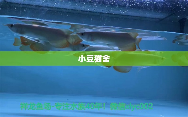 小豆貓舍