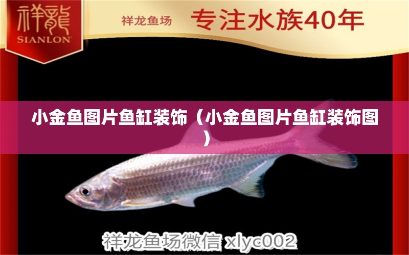 小金魚(yú)圖片魚(yú)缸裝飾（小金魚(yú)圖片魚(yú)缸裝飾圖）