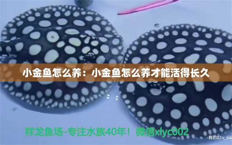 小金魚怎么養(yǎng)：小金魚怎么養(yǎng)才能活得長久 祥龍魚藥系列