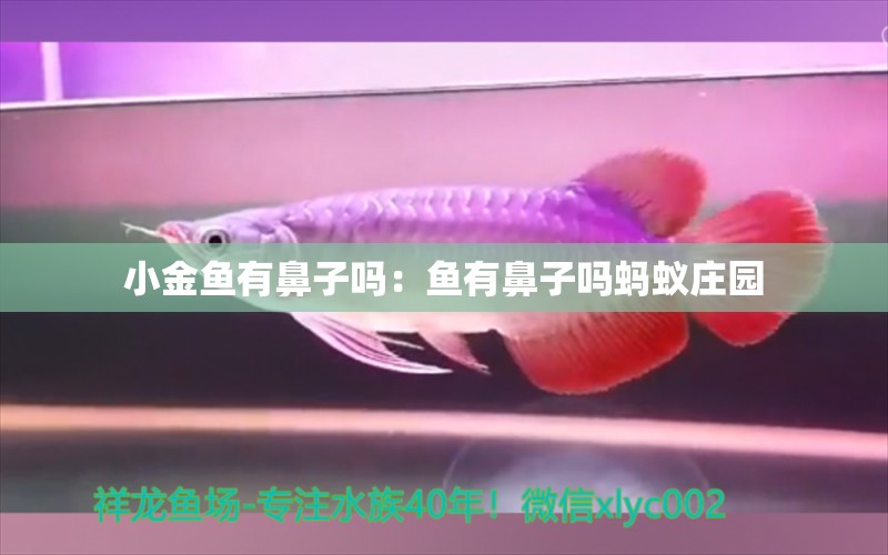 小金魚有鼻子嗎：魚有鼻子嗎螞蟻莊園 觀賞魚