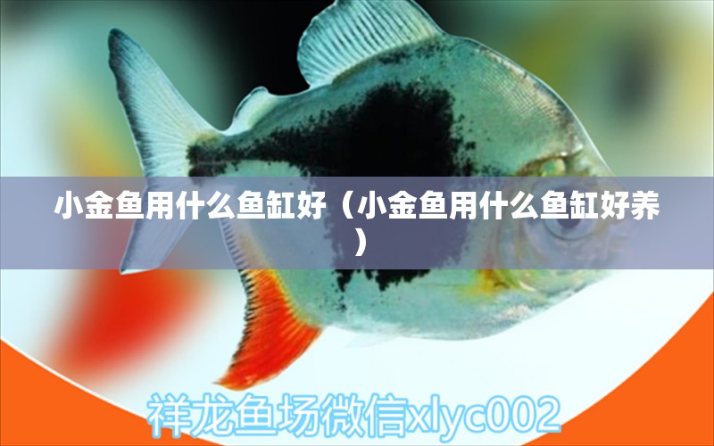 小金魚(yú)用什么魚(yú)缸好（小金魚(yú)用什么魚(yú)缸好養(yǎng)）