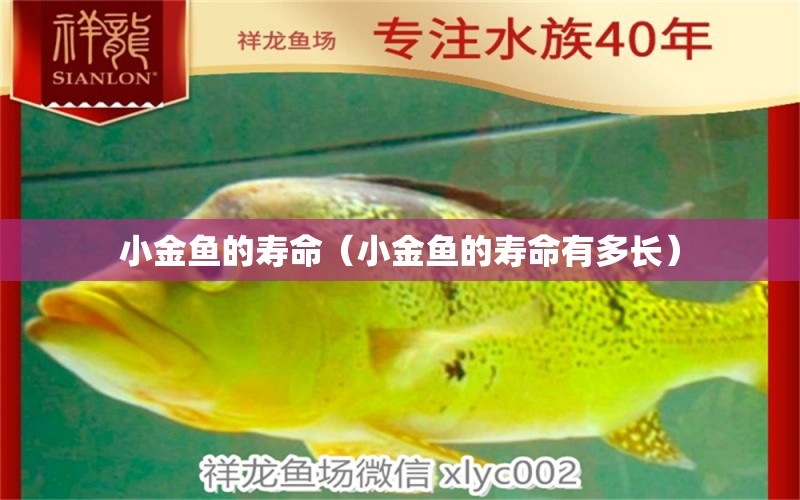 小金魚的壽命（小金魚的壽命有多長）