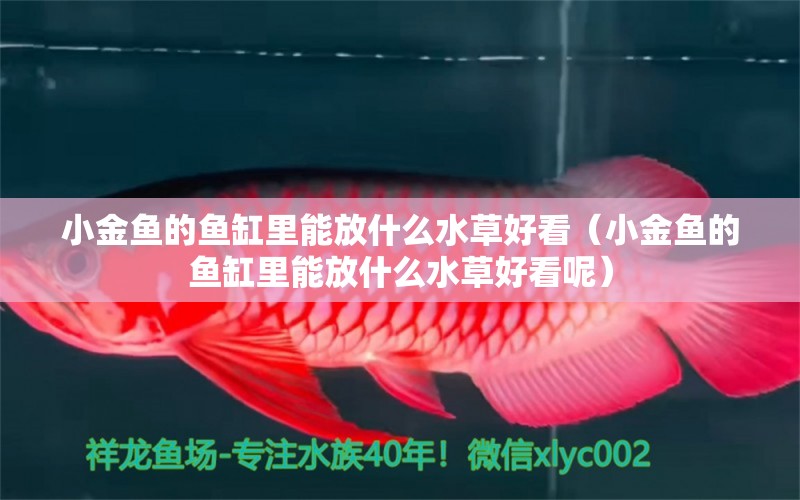 小金魚的魚缸里能放什么水草好看（小金魚的魚缸里能放什么水草好看呢） 水草