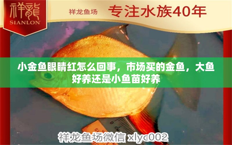 小金魚(yú)眼睛紅怎么回事，市場(chǎng)買(mǎi)的金魚(yú)，大魚(yú)好養(yǎng)還是小魚(yú)苗好養(yǎng) 養(yǎng)魚(yú)的好處