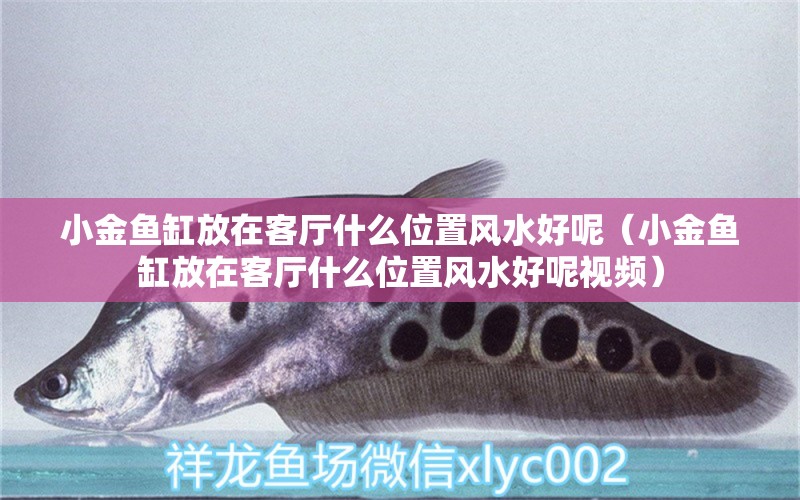 小金魚缸放在客廳什么位置風(fēng)水好呢（小金魚缸放在客廳什么位置風(fēng)水好呢視頻）