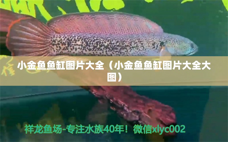 小金魚(yú)魚(yú)缸圖片大全（小金魚(yú)魚(yú)缸圖片大全大圖）