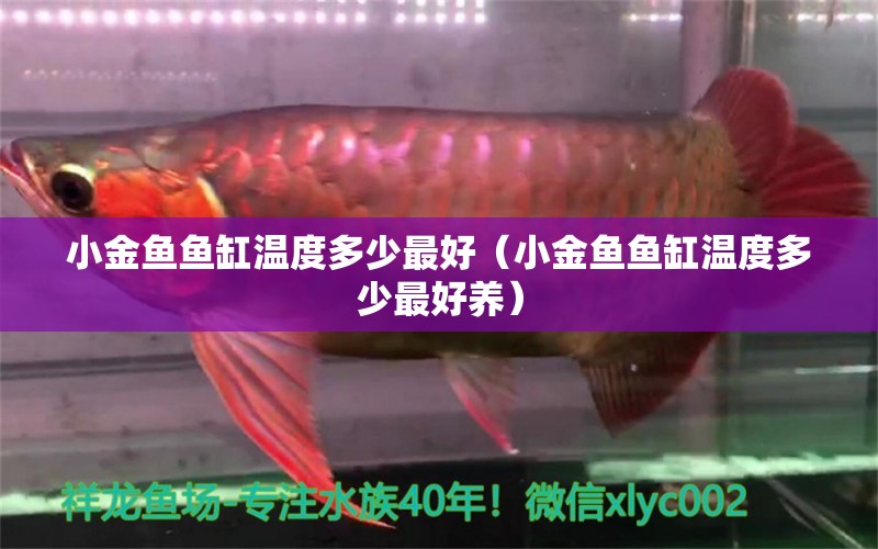 小金魚(yú)魚(yú)缸溫度多少最好（小金魚(yú)魚(yú)缸溫度多少最好養(yǎng)）