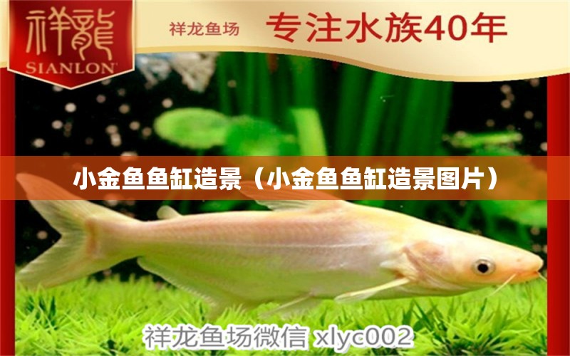 小金魚(yú)魚(yú)缸造景（小金魚(yú)魚(yú)缸造景圖片）