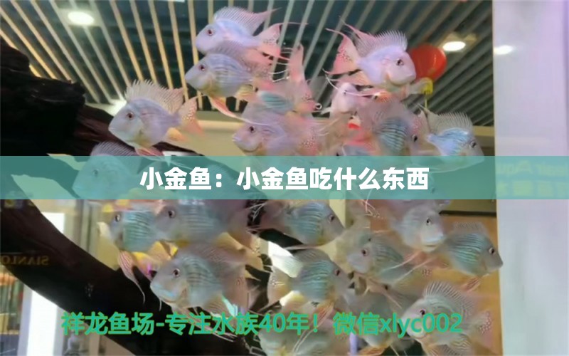 小金魚(yú)：小金魚(yú)吃什么東西