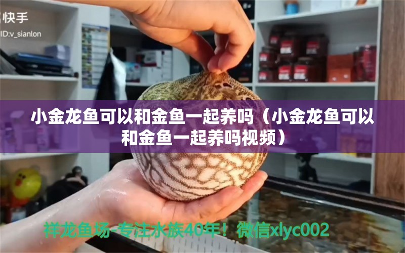 小金龍魚可以和金魚一起養(yǎng)嗎（小金龍魚可以和金魚一起養(yǎng)嗎視頻）