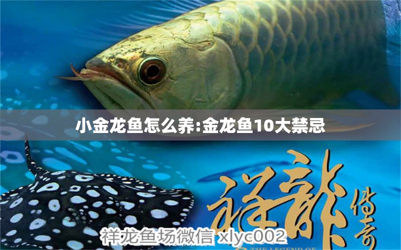 小金龍魚怎么養(yǎng):金龍魚10大禁忌