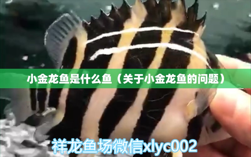 小金龍魚是什么魚（關于小金龍魚的問題） 水族問答 第1張