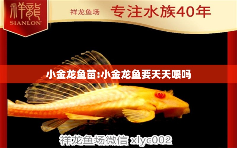 小金龍魚苗:小金龍魚要天天喂嗎