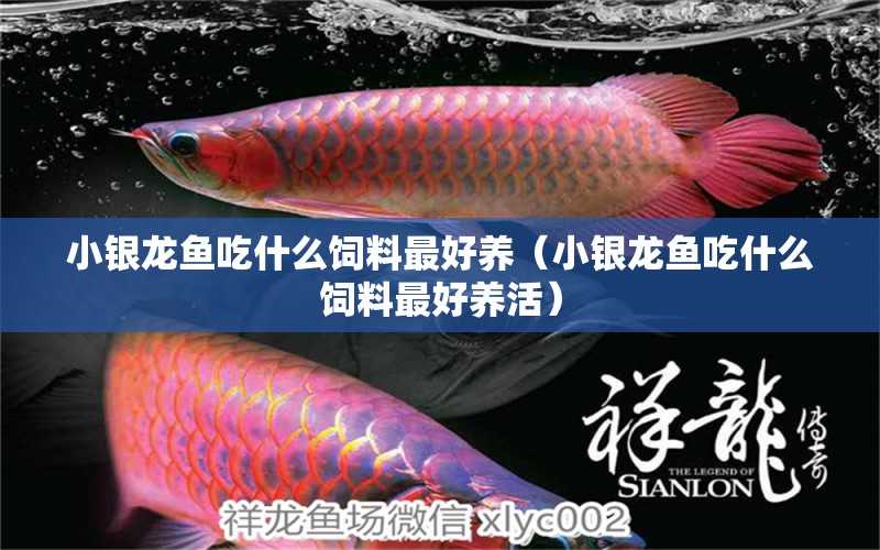 小銀龍魚(yú)吃什么飼料最好養(yǎng)（小銀龍魚(yú)吃什么飼料最好養(yǎng)活） 銀龍魚(yú)