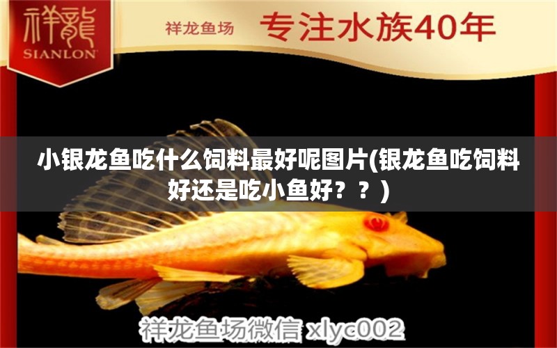 小銀龍魚吃什么飼料最好呢圖片(銀龍魚吃飼料好還是吃小魚好？？) 銀龍魚