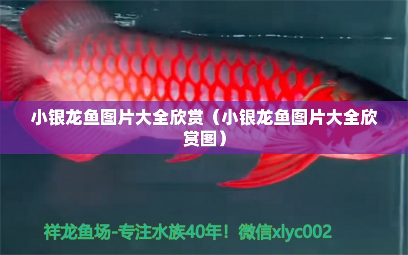 小銀龍魚(yú)圖片大全欣賞（小銀龍魚(yú)圖片大全欣賞圖）