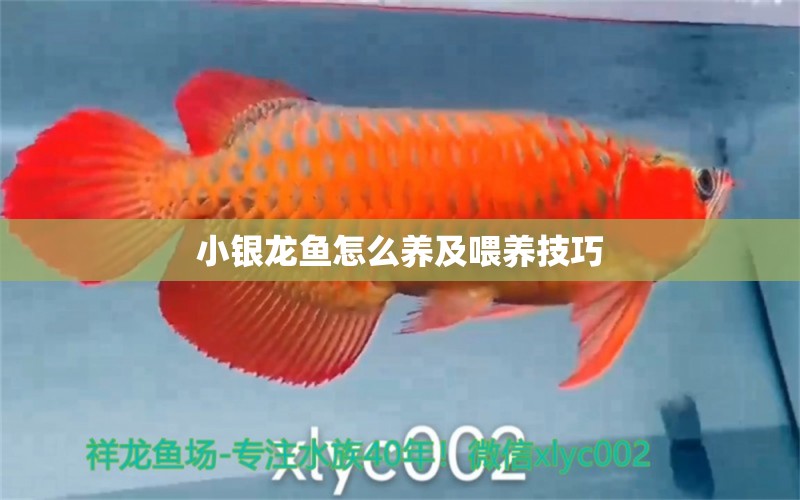 小銀龍魚怎么養(yǎng)及喂養(yǎng)技巧