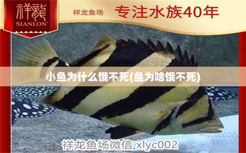 小魚為什么餓不死(魚為啥餓不死) 白子紅龍魚