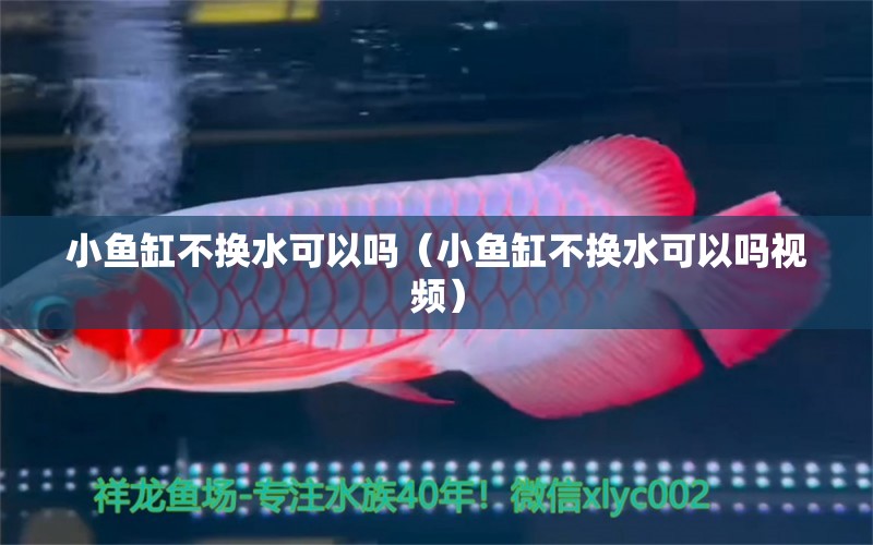 小魚(yú)缸不換水可以嗎（小魚(yú)缸不換水可以嗎視頻） 雙線側(cè)魚(yú)