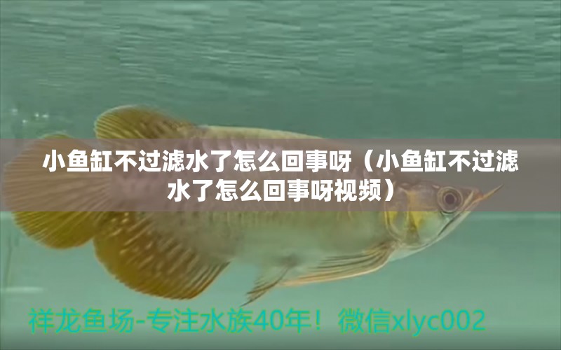 小魚缸不過濾水了怎么回事呀（小魚缸不過濾水了怎么回事呀視頻）