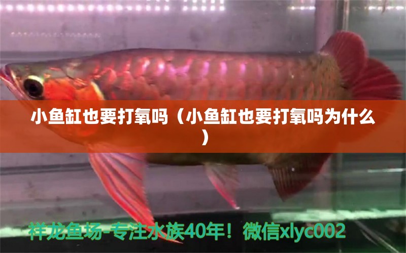 小魚缸也要打氧嗎（小魚缸也要打氧嗎為什么）