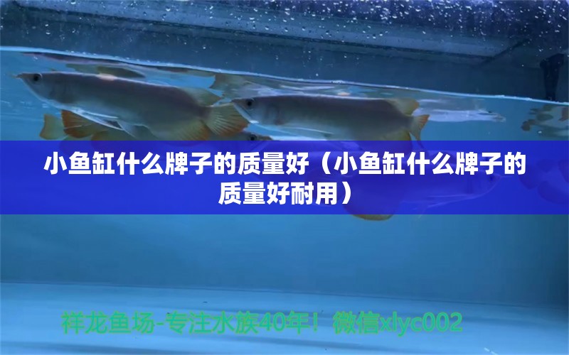 小魚缸什么牌子的質(zhì)量好（小魚缸什么牌子的質(zhì)量好耐用）