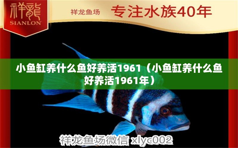 小魚缸養(yǎng)什么魚好養(yǎng)活1961（小魚缸養(yǎng)什么魚好養(yǎng)活1961年）