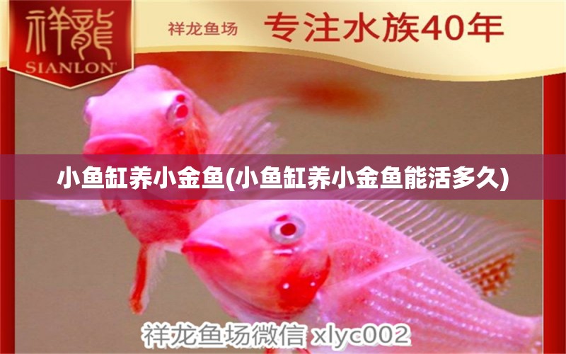 小魚缸養(yǎng)小金魚(小魚缸養(yǎng)小金魚能活多久) 白子銀版魚