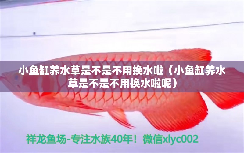 小魚缸養(yǎng)水草是不是不用換水啦（小魚缸養(yǎng)水草是不是不用換水啦呢） 水草