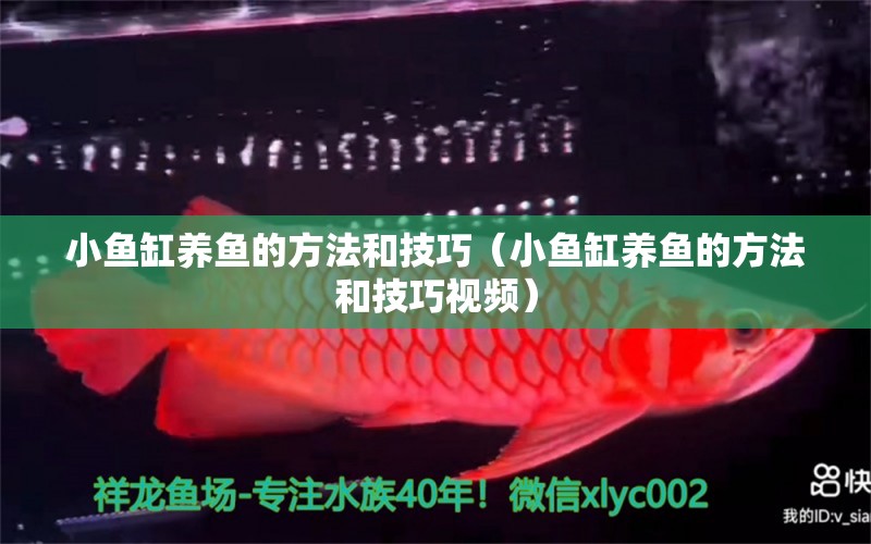 小魚缸養(yǎng)魚的方法和技巧（小魚缸養(yǎng)魚的方法和技巧視頻）