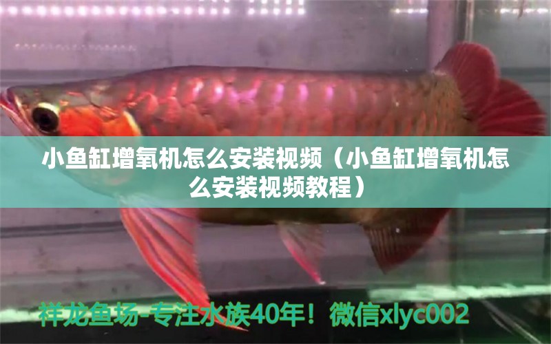 小魚缸增氧機(jī)怎么安裝視頻（小魚缸增氧機(jī)怎么安裝視頻教程）