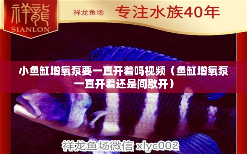 小魚缸增氧泵要一直開著嗎視頻（魚缸增氧泵一直開著還是間歇開）