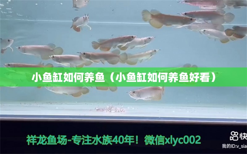 小魚缸如何養(yǎng)魚（小魚缸如何養(yǎng)魚好看）